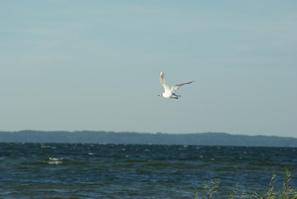 Seagull Bird Sky Sea Seagull Bird Sky Sea