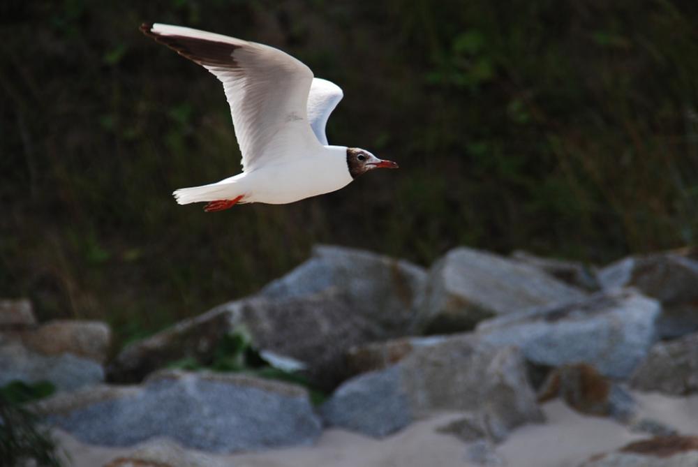 Seagull Nature Summer The Sun Bird Animals Pen Seagull Nature Summer The Sun Bird Animals Pen