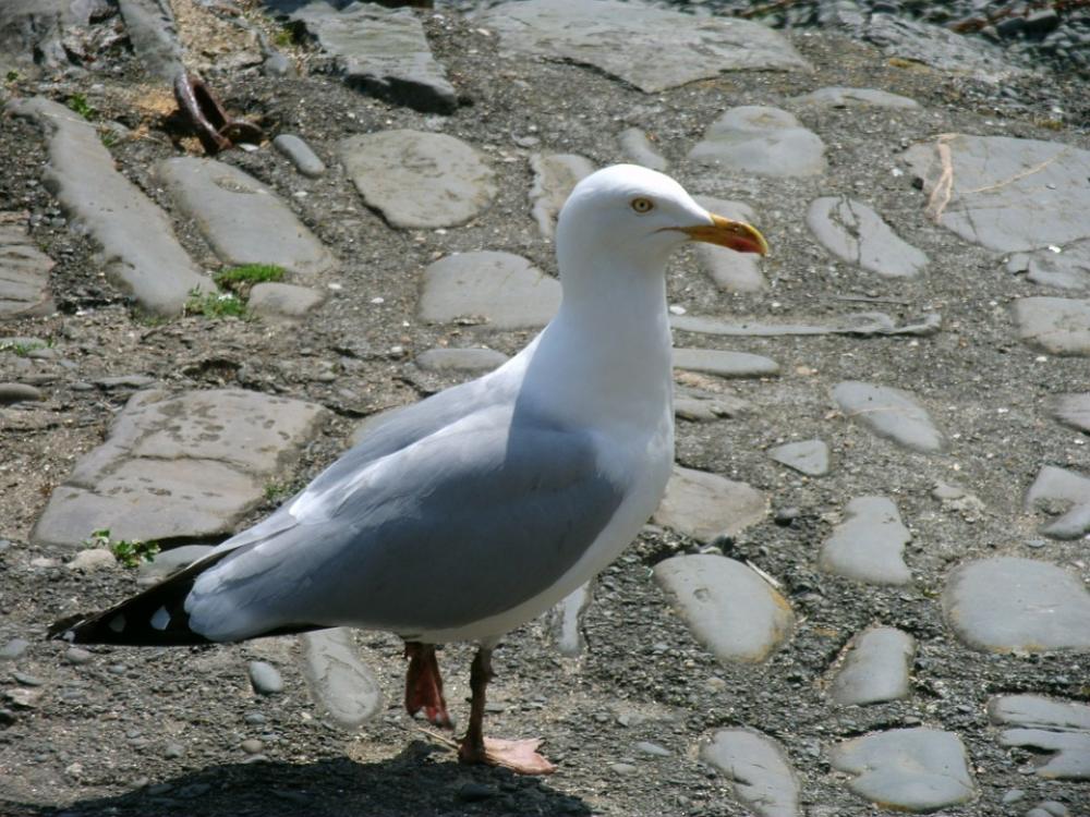 Seagull Animal Bird Seagull Animal Bird