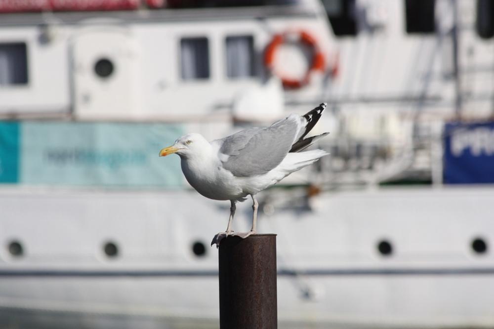Seagull Bird Pile Port Seagull Bird Pile Port