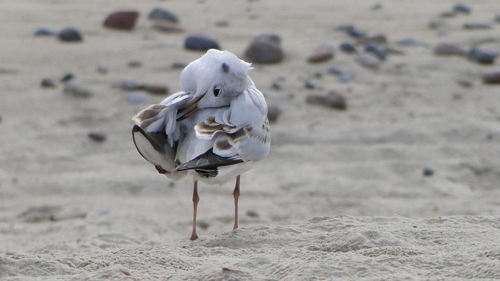 Seagull Bird Natur Nature Pen Animals Wings Seagull Bird Natur Nature Pen Animals Wings