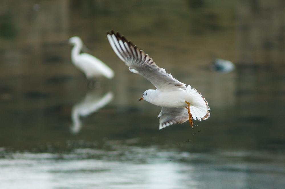 Seagull New Flight Seagull New Flight