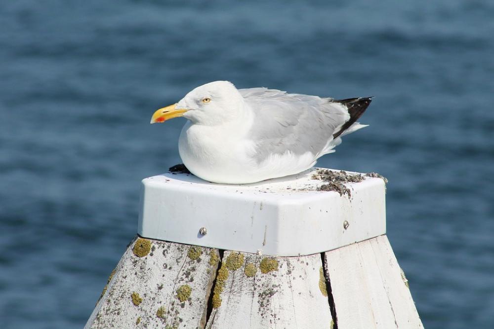 Seagull Beach Water Bird Coast Sea Bird Plumage Seagull Beach Water Bird Coast Sea Bird Plumage