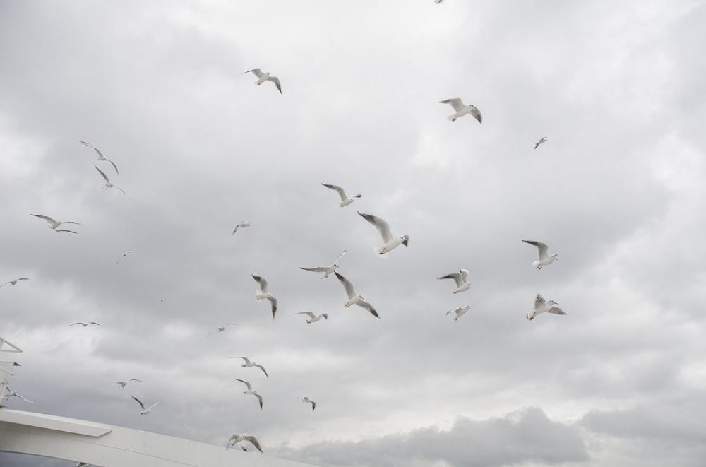 Seagull Sky Cloud Birds Seagull Sky Cloud Birds