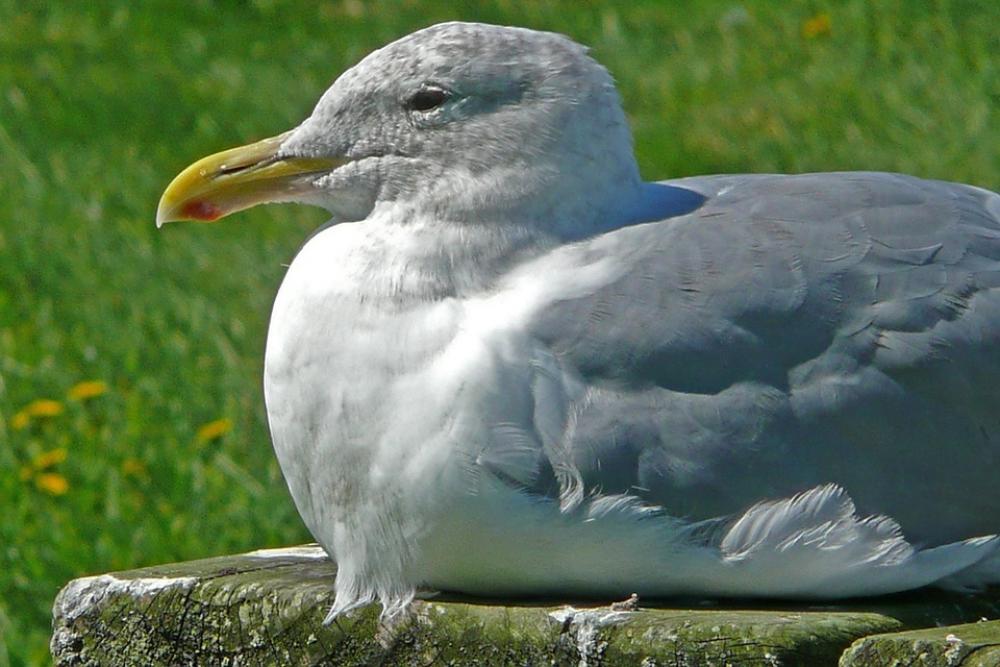 Seagull Sitting Bird Waterbird Animal Nature Seagull Sitting Bird Waterbird Animal Nature