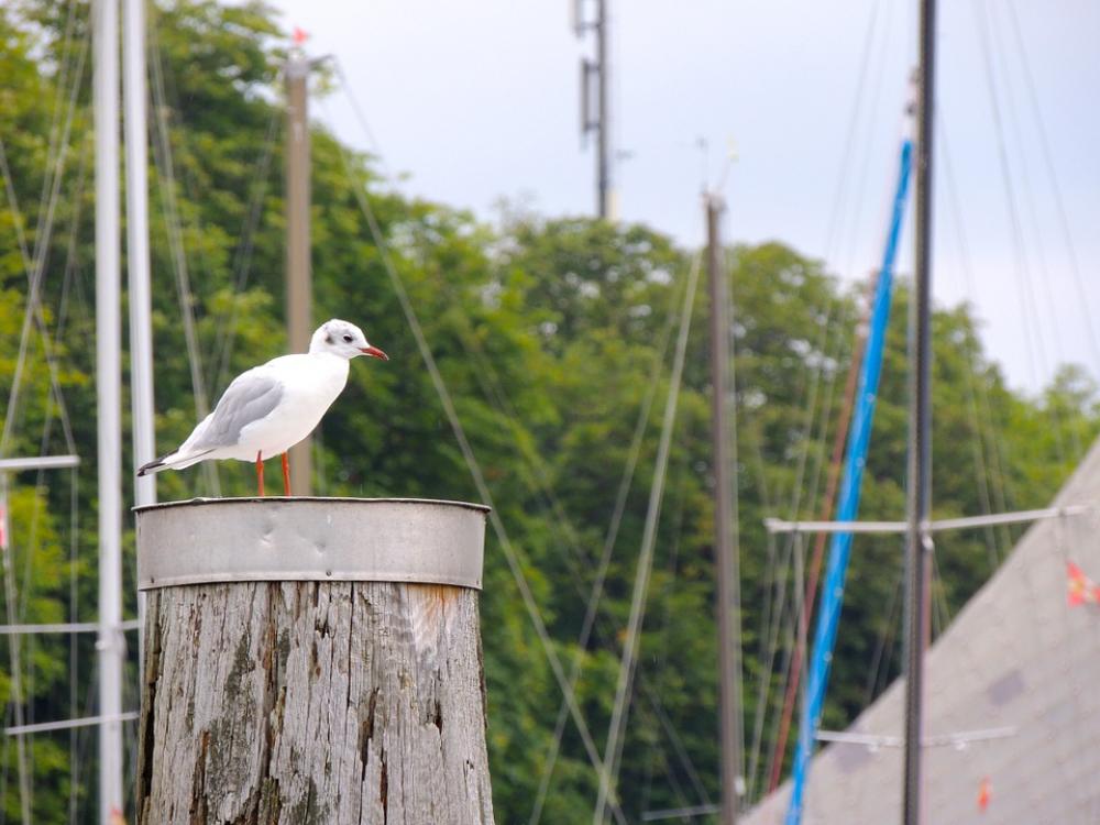 Seagull Bird Lake Constance Lake Seagull Bird Lake Constance Lake