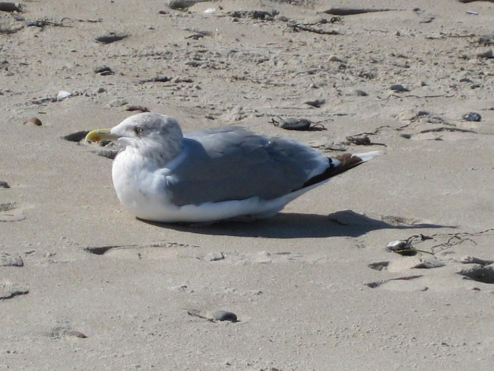 Seagull Bird Sand Beach Nature Sea Coast Beach Seagull Bird Sand Beach Nature Sea Coast Beach