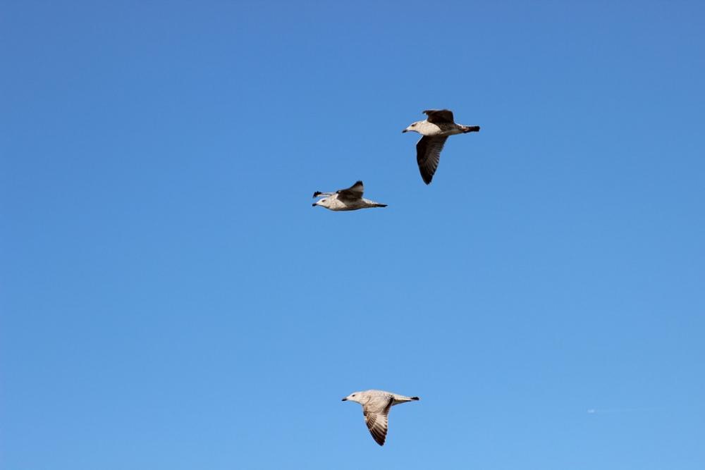 Seagulls Bird Flight Sky Seagulls Bird Flight Sky