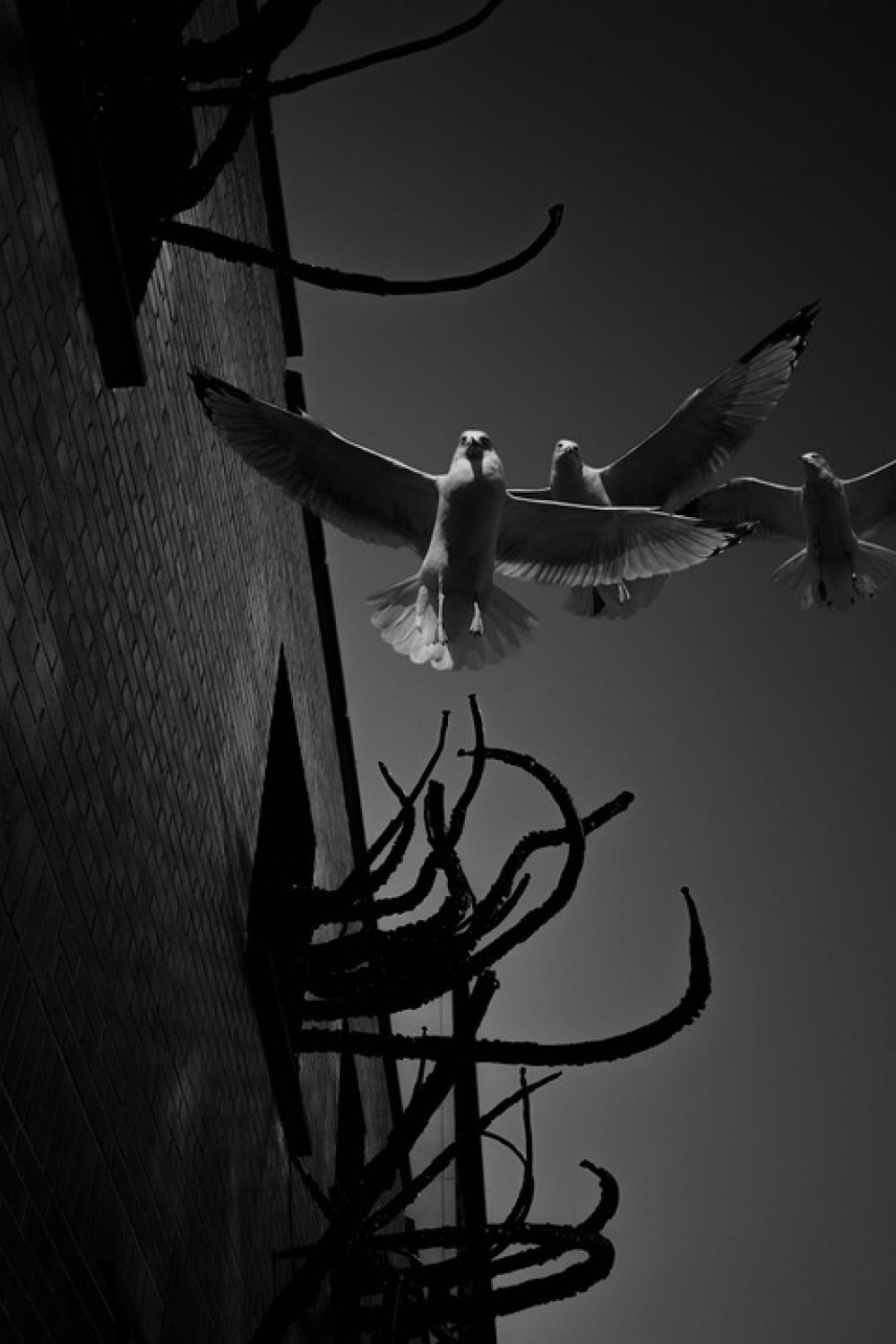 Seagulls Birds Animals Flight Wings Seagulls Birds Animals Flight Wings