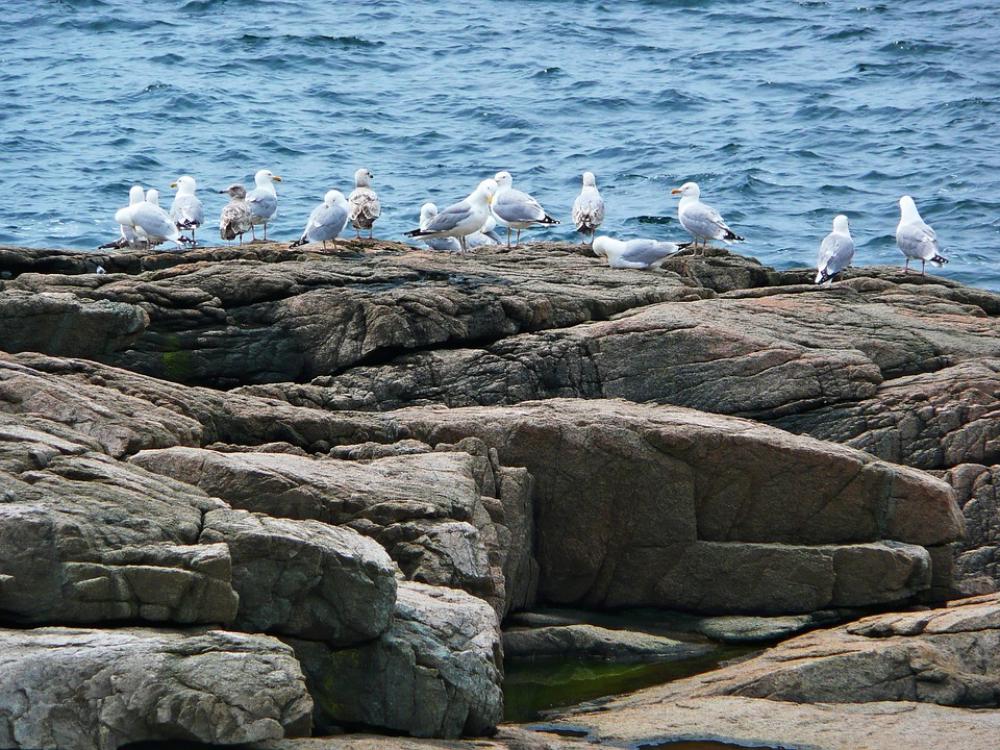 Seagulls Birds Shoreline Ocean Water Atlantic Seagulls Birds Shoreline Ocean Water Atlantic