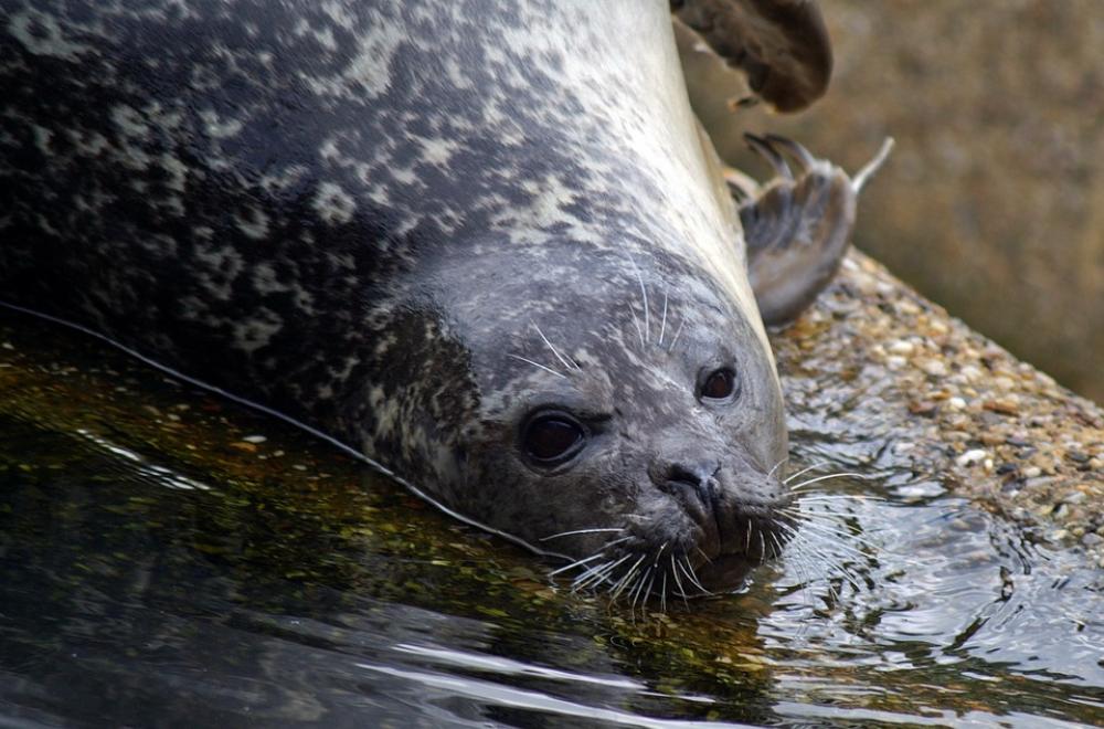 Seal Crawl North Sea Robbe Water Creature Seal Crawl North Sea Robbe Water Creature