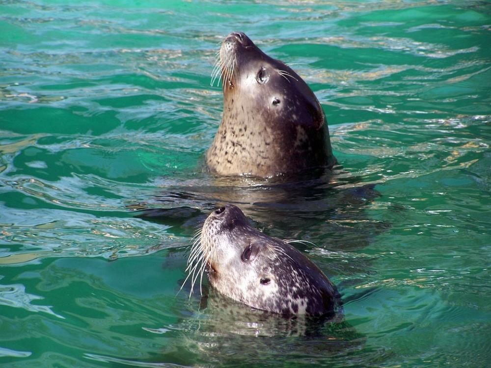 Seals Zoo Water Seals Zoo Water