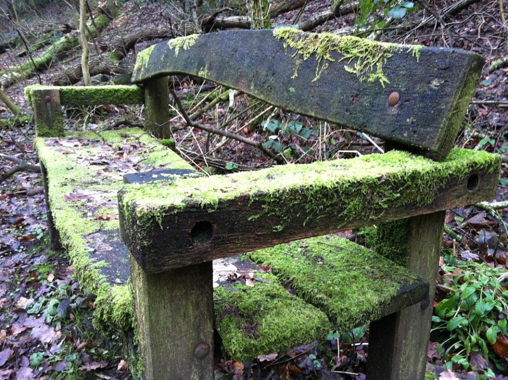 Seat Moss Rest Park Bench Nature Wooden Bench Seat Moss Rest Park Bench Nature Wooden Bench
