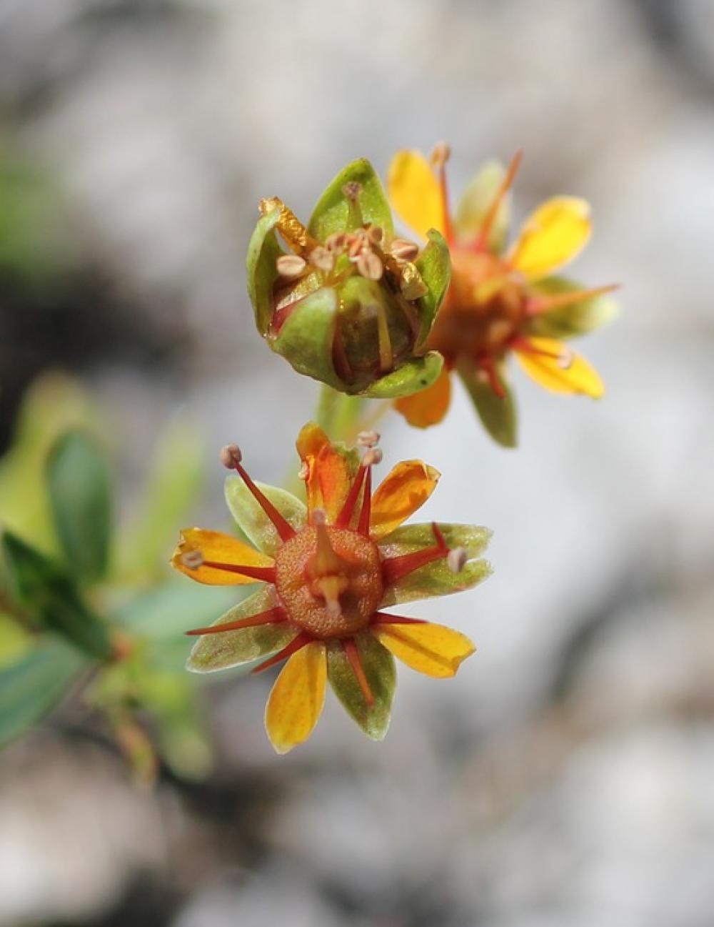 Sedum Cotyledon Wild Flower Blossom Bloom Yellow Sedum Cotyledon Wild Flower Blossom Bloom Yellow