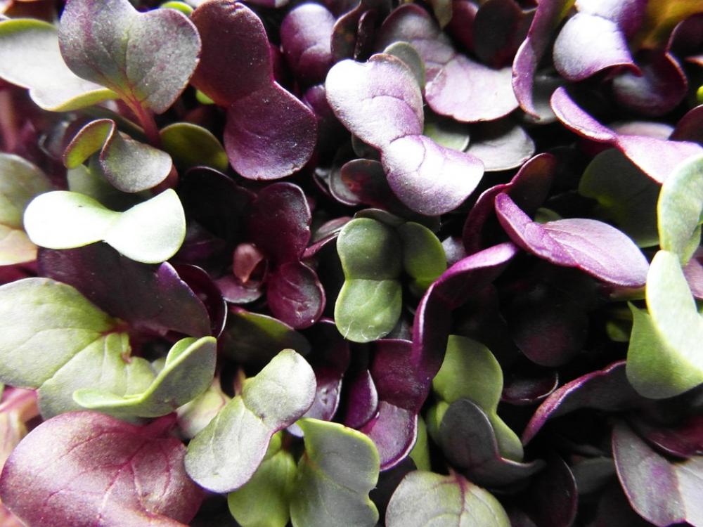 Seedlings Radix Grow Germinate Bio Close Macro Seedlings Radix Grow Germinate Bio Close Macro