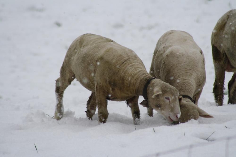 Sheep Winter Snow Sheep Winter Snow