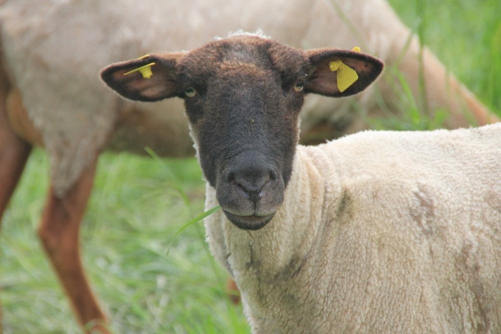 Sheep Agriculture Cattle Animal Wool Farm Fur Sheep Agriculture Cattle Animal Wool Farm Fur