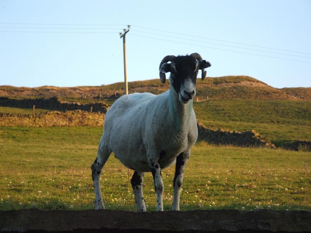 Sheep Cattle Farm Agriculture Animal Grass Sheep Cattle Farm Agriculture Animal Grass