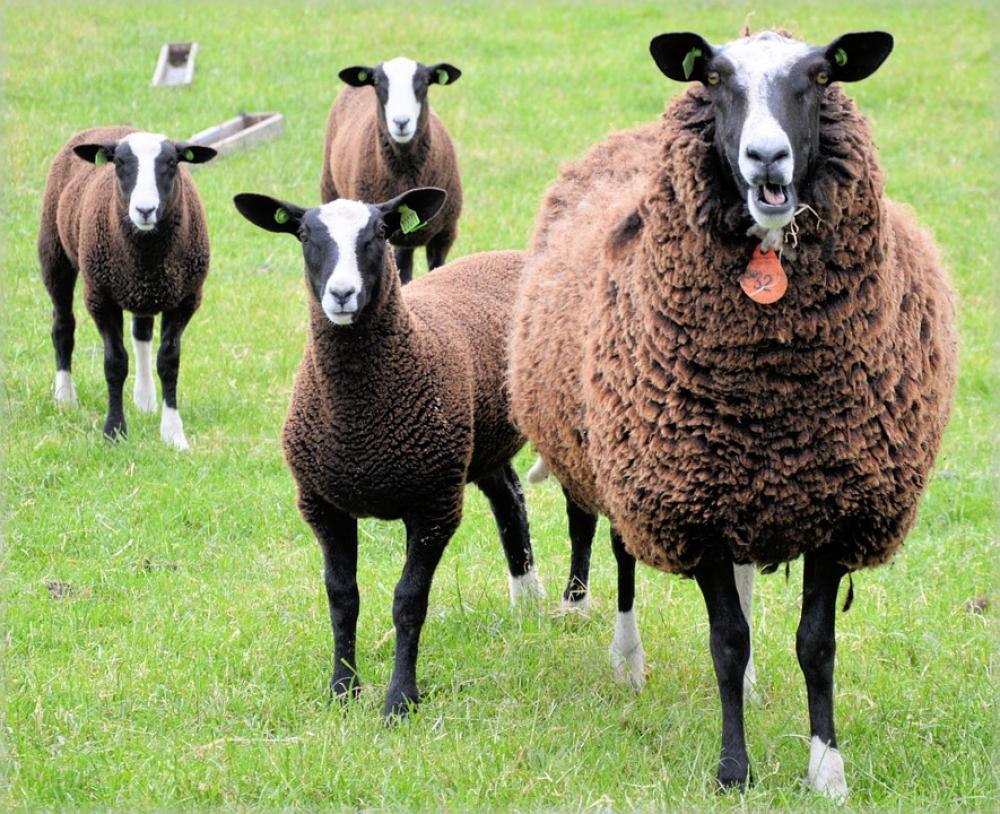 Sheep Lamb White Farm Animal Lambs Brown Sheep Lamb White Farm Animal Lambs Brown