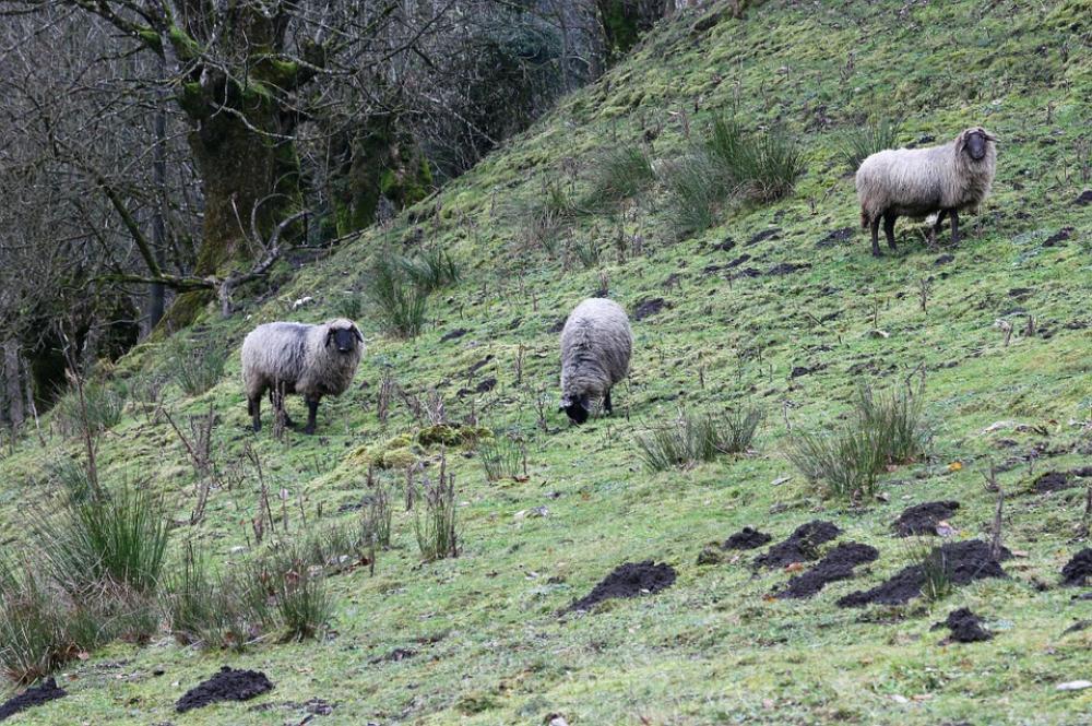 Sheep Animal Meadow Slope Mountain Management Sheep Animal Meadow Slope Mountain Management