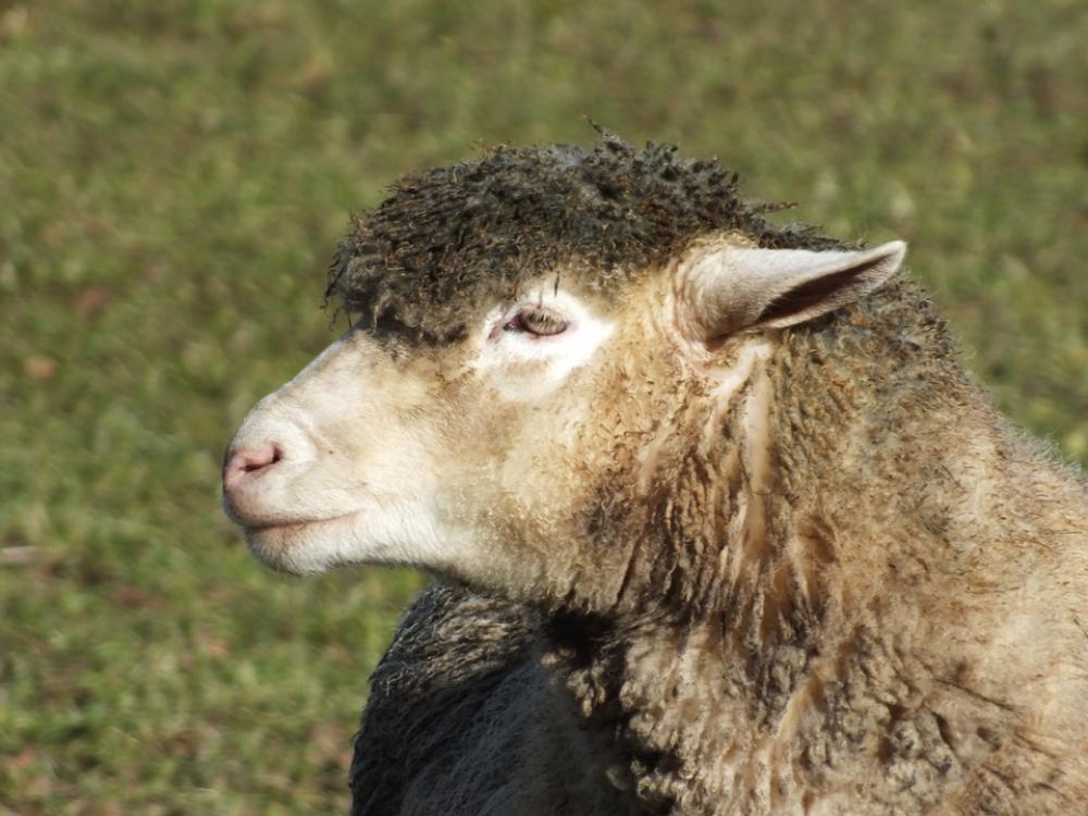 Sheep Wool Animal Agriculture Sheep Wool Animal Agriculture