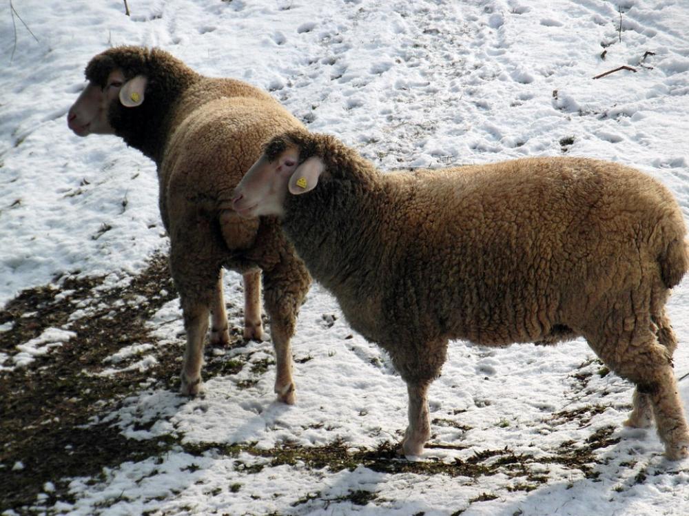Sheep Winter Pasture Snow Wool Sheep Winter Pasture Snow Wool
