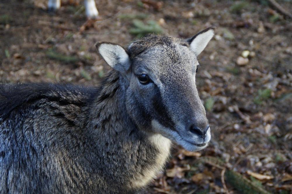 Sheep Fur Head Drawing Mouflon Portrait Animal Sheep Fur Head Drawing Mouflon Portrait Animal
