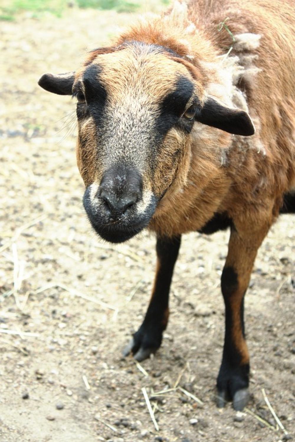 Sheep Pet Animal Wool Zoological Garden Catwalk Sheep Pet Animal Wool Zoological Garden Catwalk