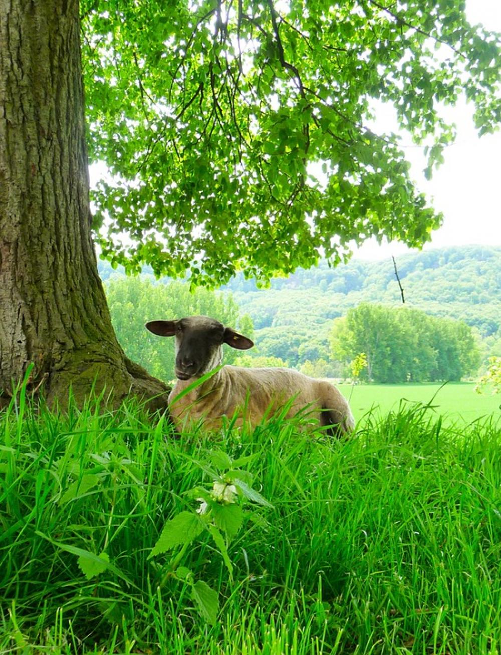 Sheep Agriculture Livestock Farm Animal Cute Sheep Agriculture Livestock Farm Animal Cute