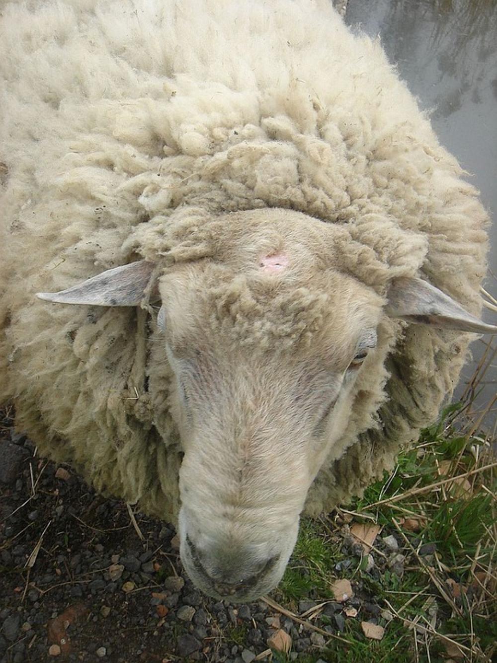 Sheep Animal Home Wave Hair Sheep Animal Home Wave Hair