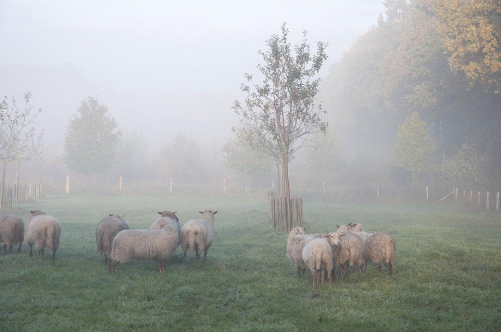 Sheep Fog Animal Autumn Sheep Fog Animal Autumn