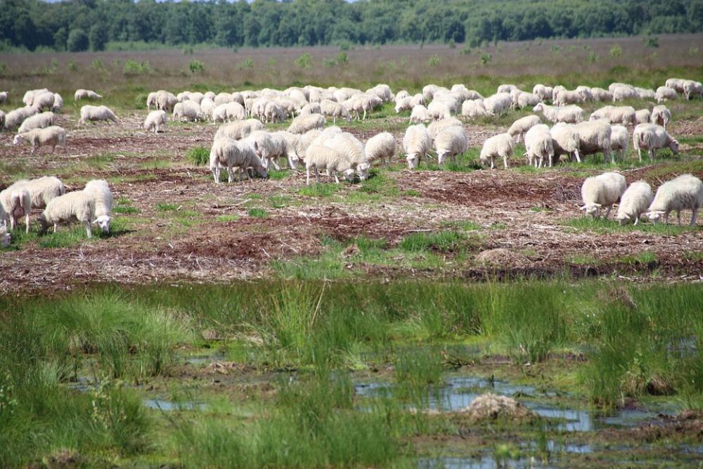 Sheep Moor Nature Sheep Moor Nature