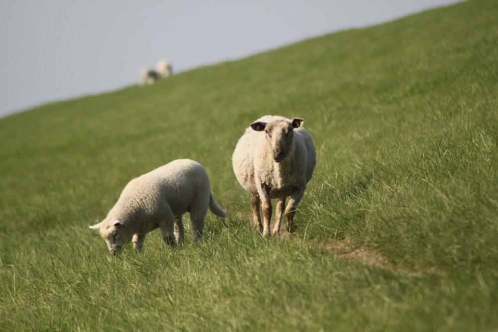 Sheep Dyke Lamb Animal Dike Nordfriesland Meadow Sheep Dyke Lamb Animal Dike Nordfriesland Meadow