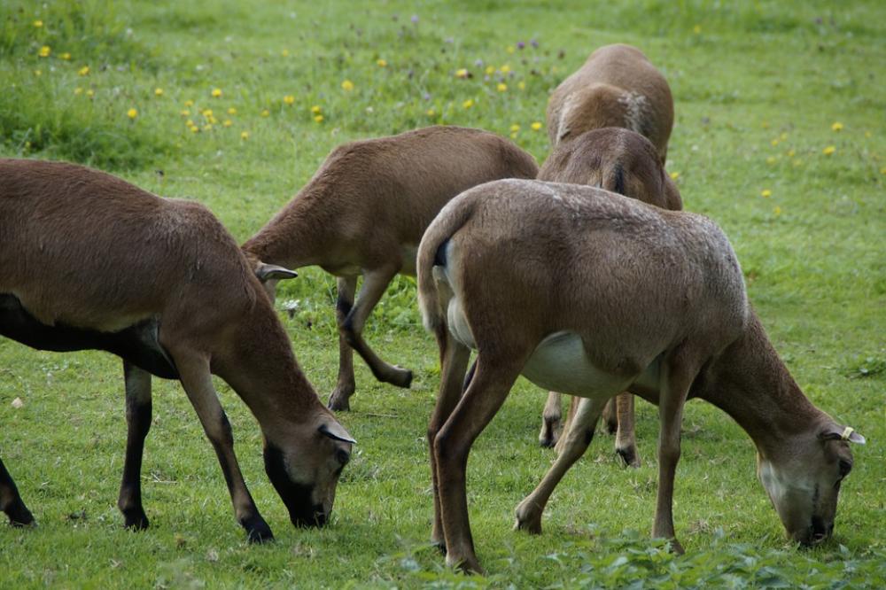 Sheep Flock Of Sheep Cameroon Sheep Meadow Grass Sheep Flock Of Sheep Cameroon Sheep Meadow Grass