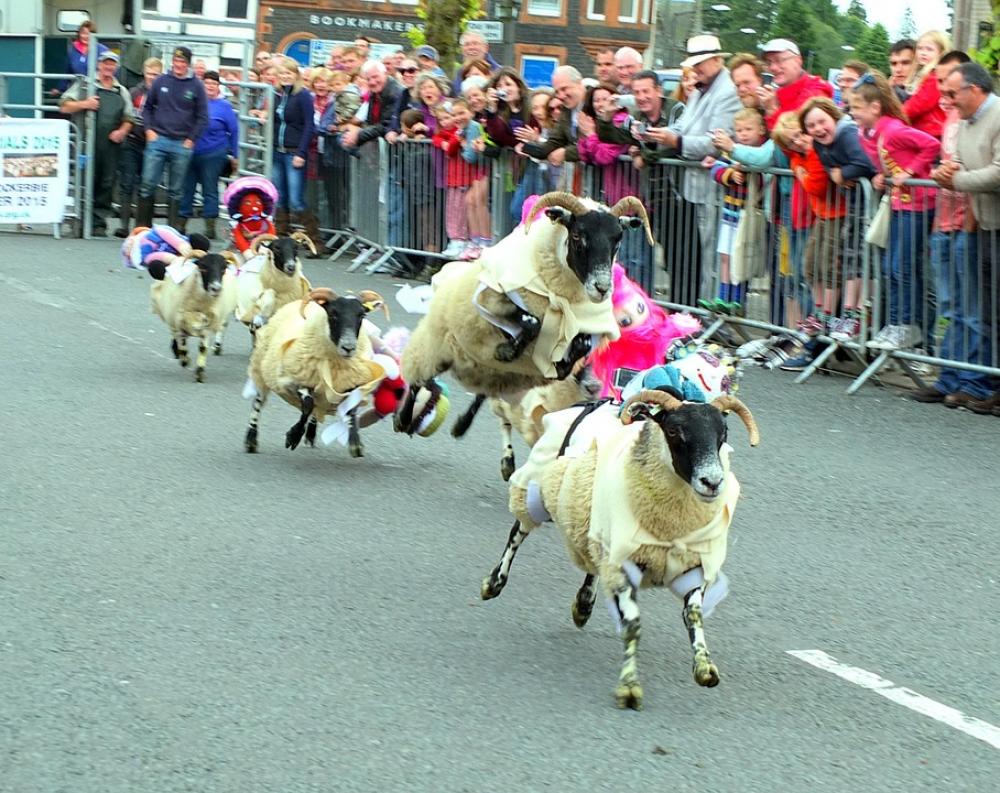 Sheep Race Racing Fun Fair People Happy Sheep Race Racing Fun Fair People Happy