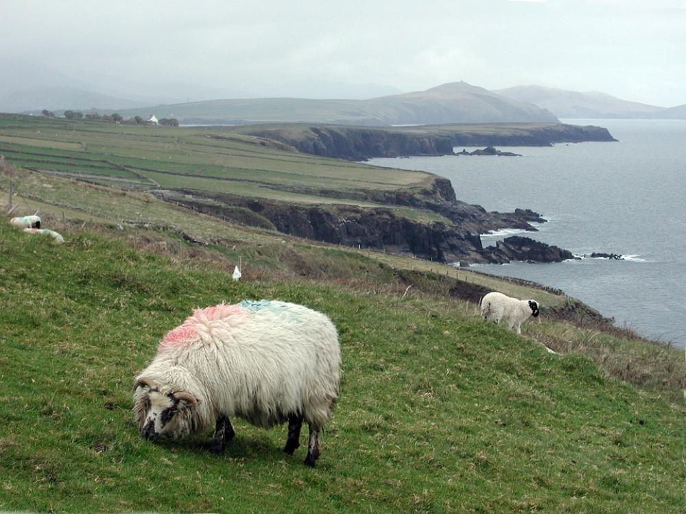 Sheep Coastline Ireland Landscape Bay Sea Coast Sheep Coastline Ireland Landscape Bay Sea Coast