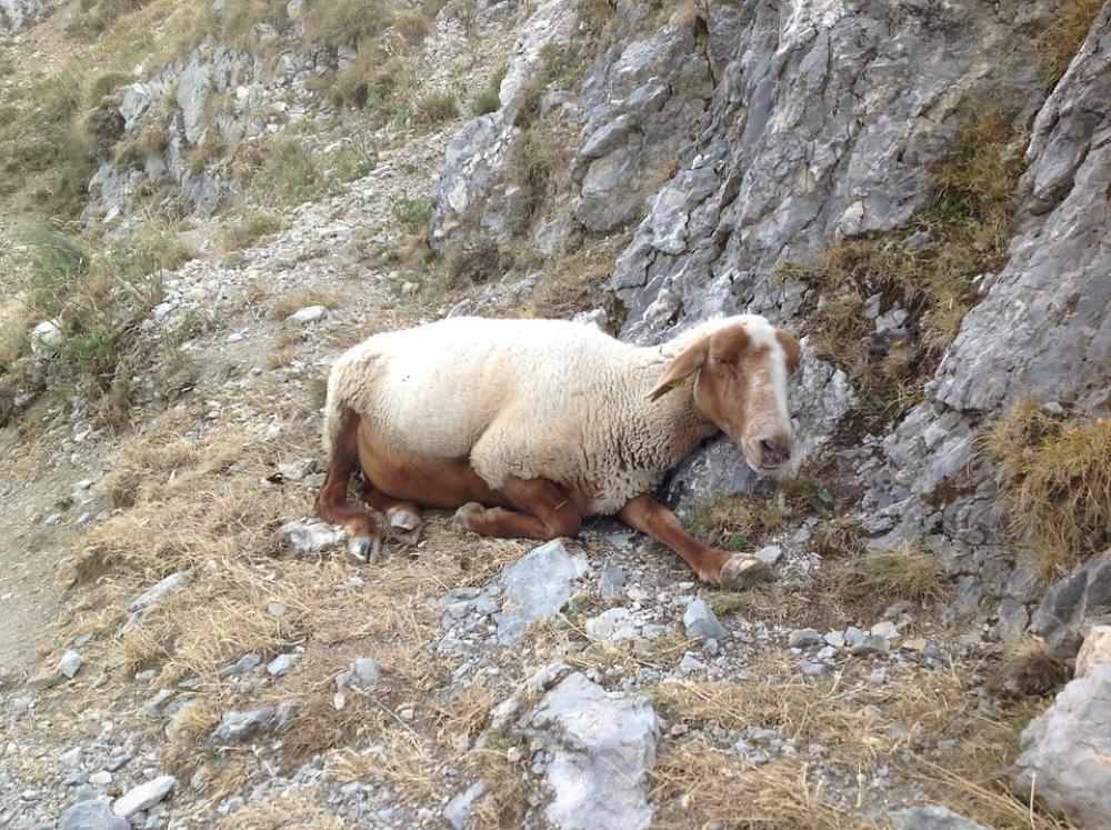 Sheep Mountain Sheep Mountain