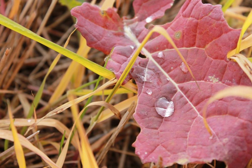 Sheet Drop Water Autumn Sheet Drop Water Autumn