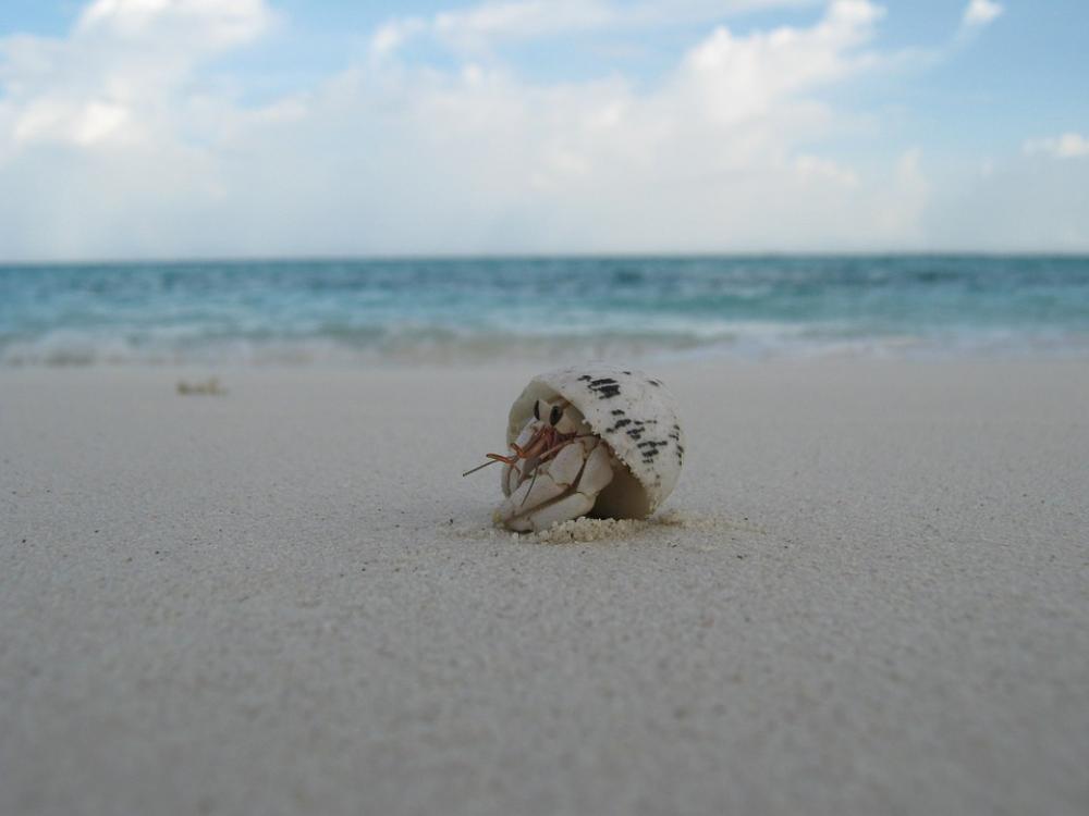 Shell Creature Beach Maldives Sand Crab Peek Shell Creature Beach Maldives Sand Crab Peek