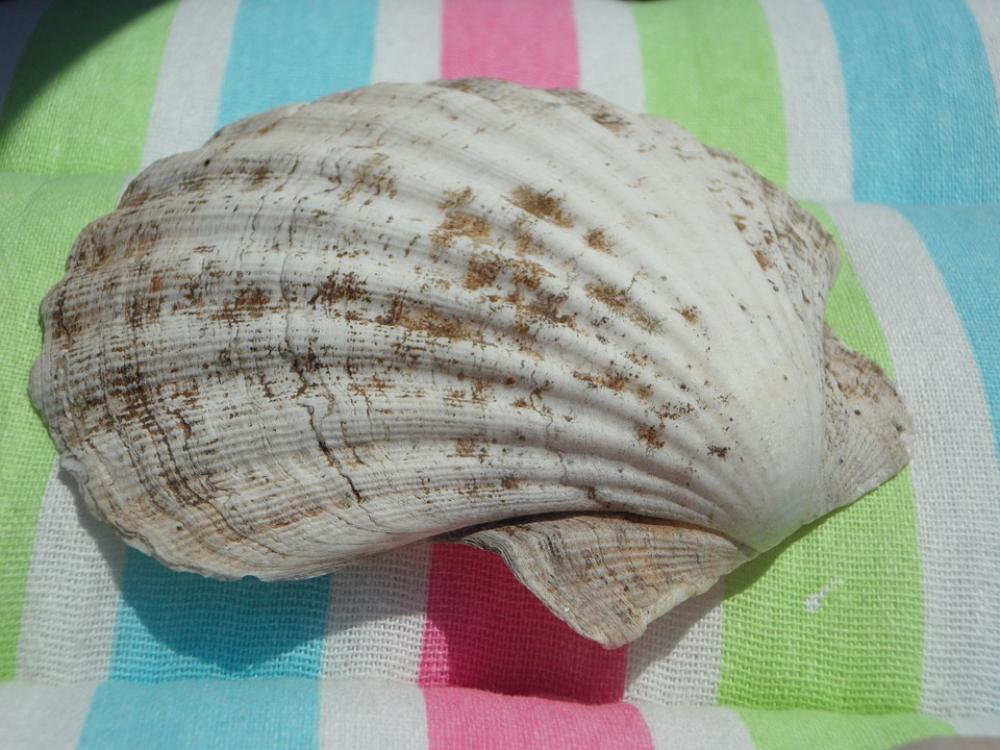 Shell Large Close Up Shell Large Close Up
