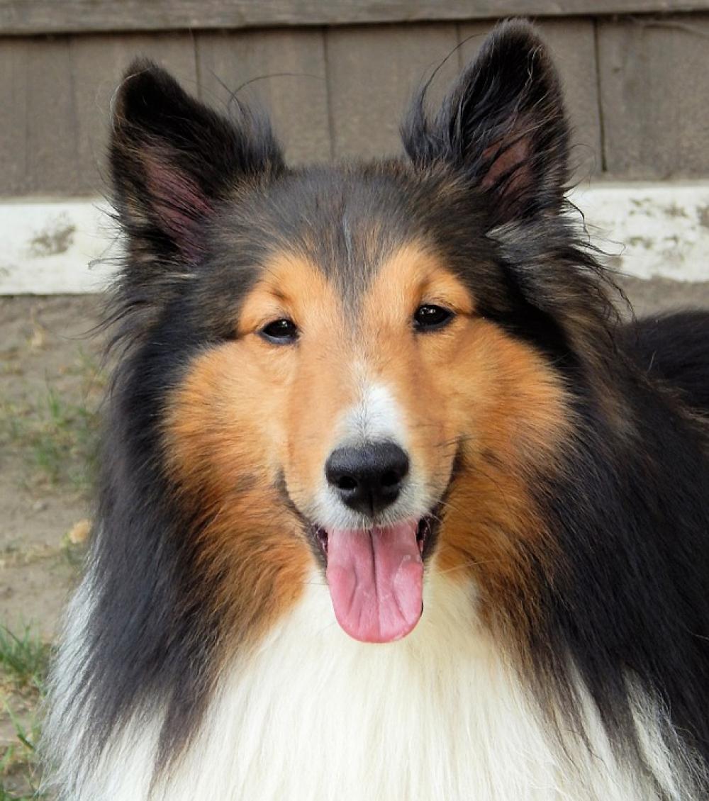 Shetland Sheepdog Dog Head Pet Animal Closeup Shetland Sheepdog Dog Head Pet Animal Closeup