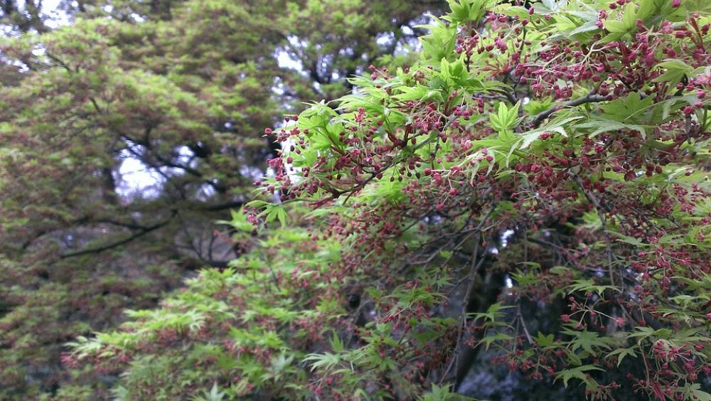 Shinjuku Gyoen Spring Momiji Shinjuku Gyoen Spring Momiji