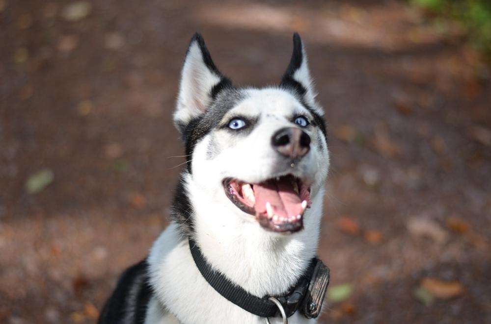 Sibirian Husky Husky Dog Sunny Blue Eyes Snow Dog Sibirian Husky Husky Dog Sunny Blue Eyes Snow Dog
