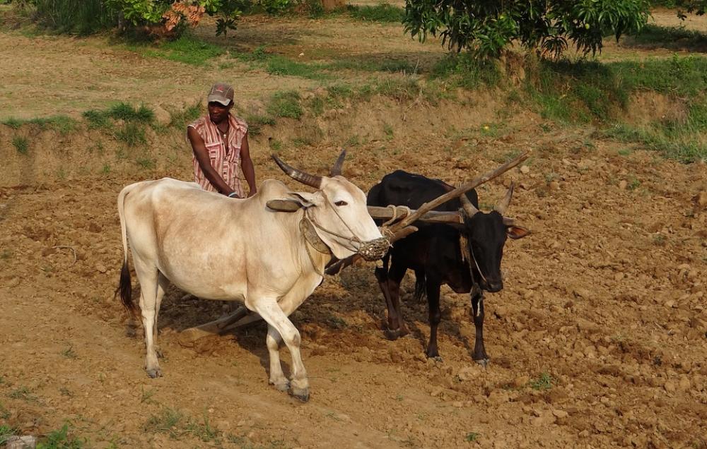 Siddi Tribe Farmer Siddhi Ethnic Group Siddi Tribe Farmer Siddhi Ethnic Group