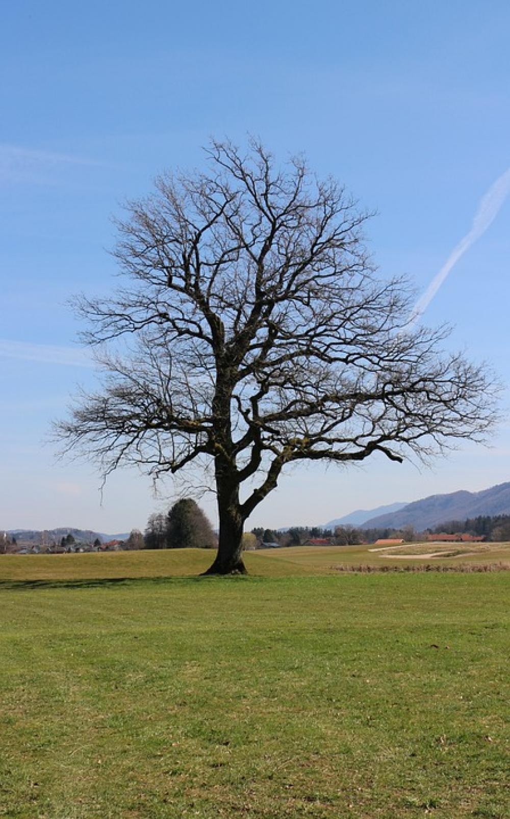 Silhouette Tree Single Nature Meadow Sky Blue Silhouette Tree Single Nature Meadow Sky Blue