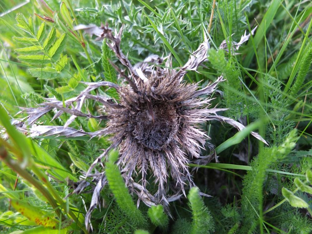 Silver Thistle Meadow Flower Old Dry Prickly Silver Thistle Meadow Flower Old Dry Prickly