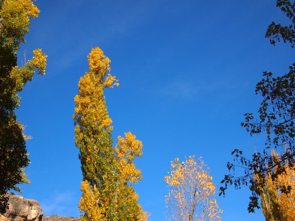 Sky And Trees Tree Landscape Nature Landscapes Sky And Trees Tree Landscape Nature Landscapes