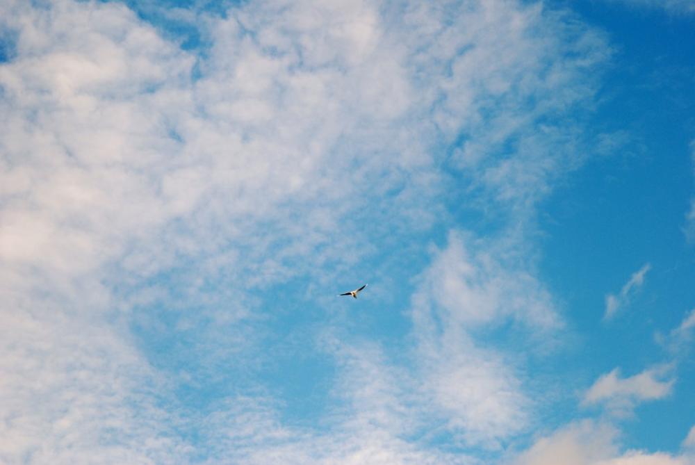 Sky Clouds Blue Cloud Space Bird Moon Earth Sky Clouds Blue Cloud Space Bird Moon Earth