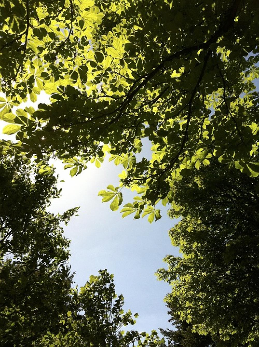 Sky Chestnut Look Chestnut Leaves Leaves Tree Sky Chestnut Look Chestnut Leaves Leaves Tree
