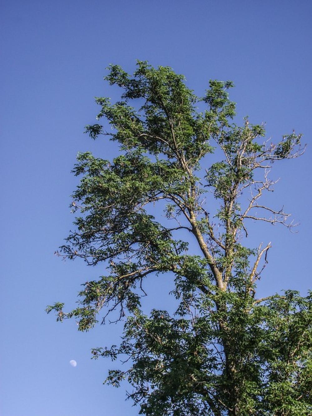 Sky Blue Nature Tree Sky Beams Flora Agriculture Sky Blue Nature Tree Sky Beams Flora Agriculture